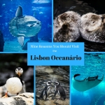 Nine Reasons you should visit the Lisbon Oceanário